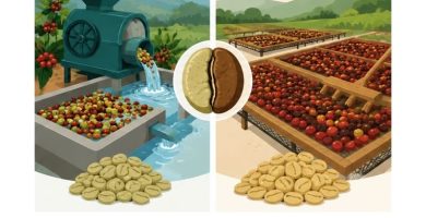 diferencia entre beneficio húmedo y seco del café