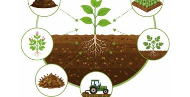 cómo mejorar la fertilidad del suelo
