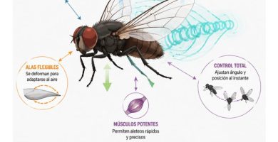 cómo logran volar los insectos pese a su tamaño