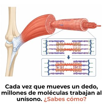biomecánica de la contracción muscular