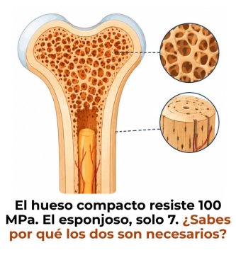 diferencia entre hueso cortical y esponjoso