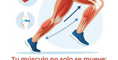 biomecánica muscular
